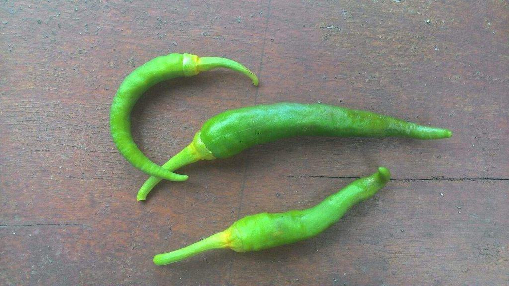 Cili diserang lalat buah