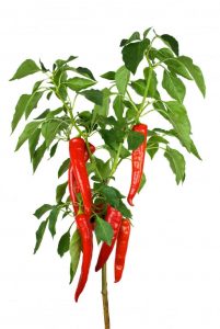 Cili merah