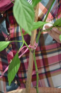 Contoh pokok yang dipancangkan