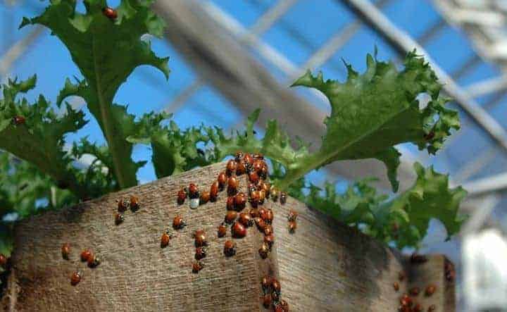Ladybird, kumbang bukan seekor. Gambar oleh Eric Hurlock.