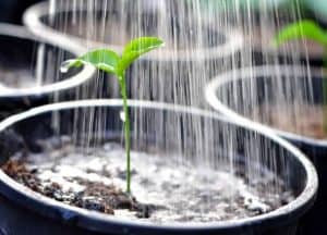 7 Kesilapan Yang Mungkin Anda Lakukan Di Kebun