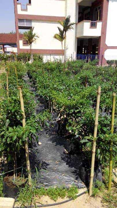 Pokok Cilibangi di Kampung Tandop Besar
