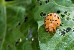 Kumbang Ladybird