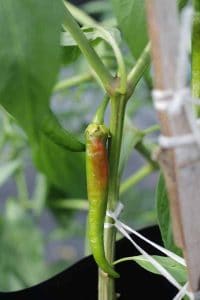 Buah Cili Mula Busuk Di Pokok