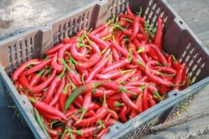 Buah Cilibangi Tanam Secara Organik