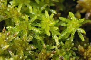 Lumut Sphagnum