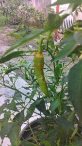Buah cili diserang lalat buah di pokok