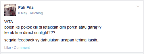 Pencahayaan Pokok Cili