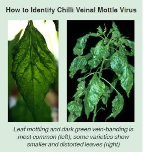 penyakit cili virus CVMV