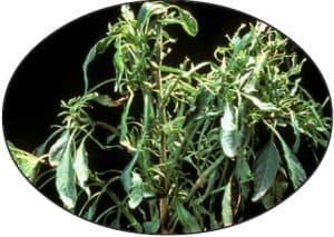 Cucumber Mosaic Virus (CMV)