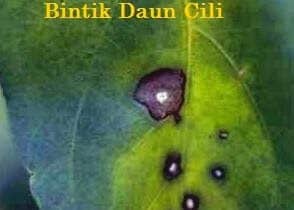 Bintik Daun