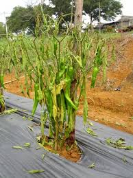 daun menjadi kekuningan dan akan mati