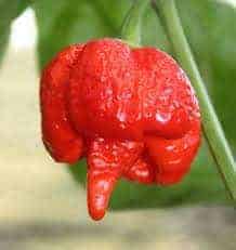 moruga scorpion