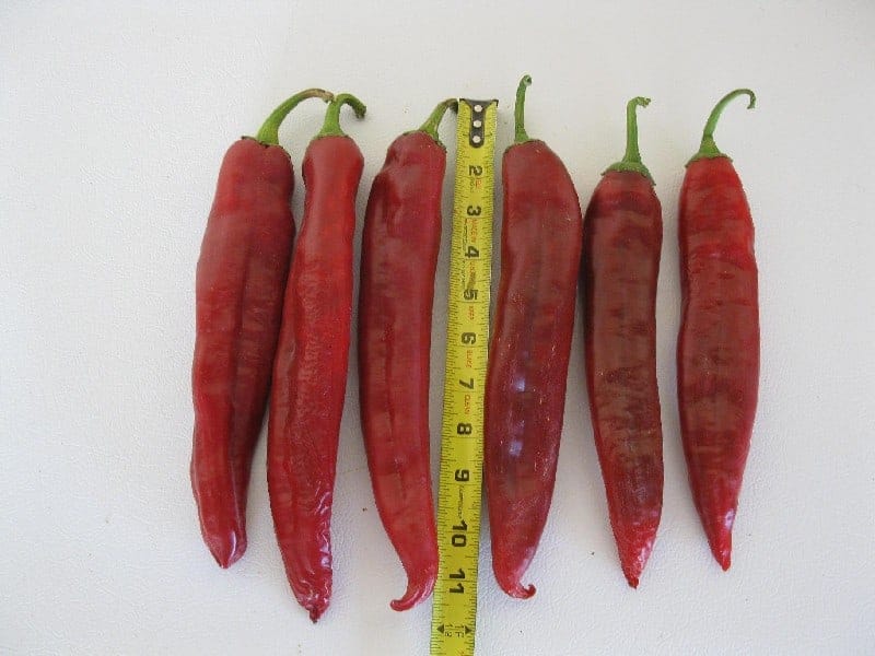 red_big_jim