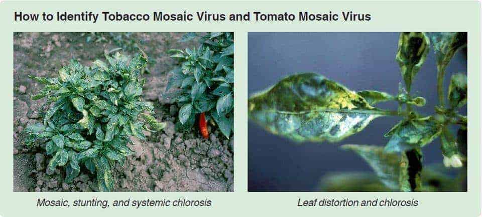Kesan serangan disebabkan oleh virus
