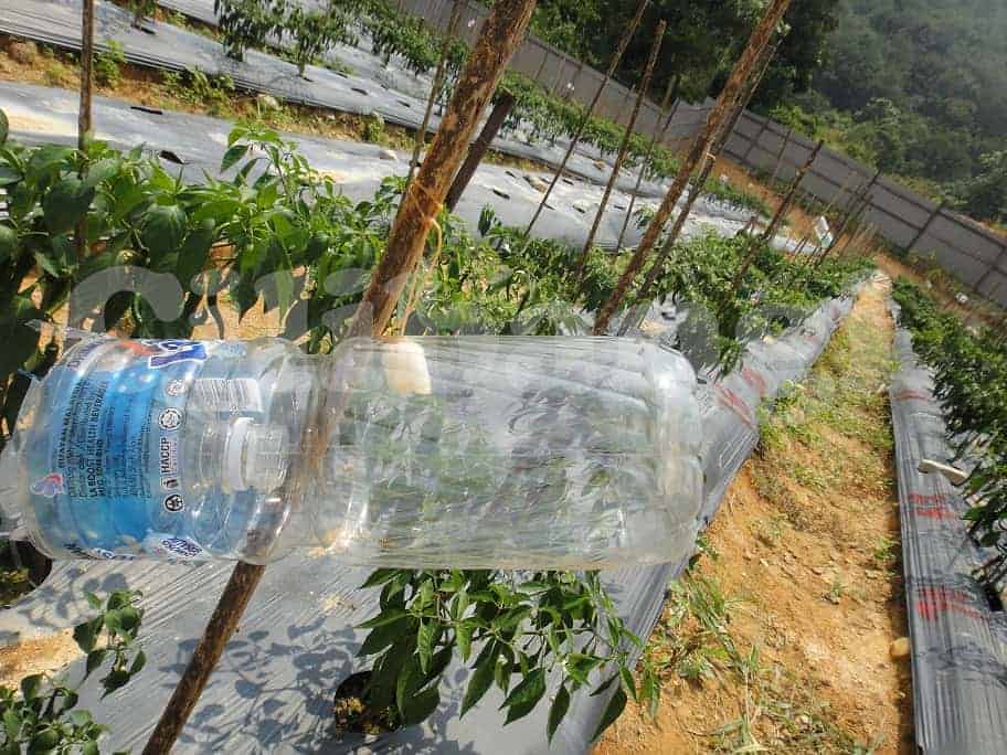 Perangkap lalat buah tidak disarankan kerana mengundang lebih banyak lalat buah.