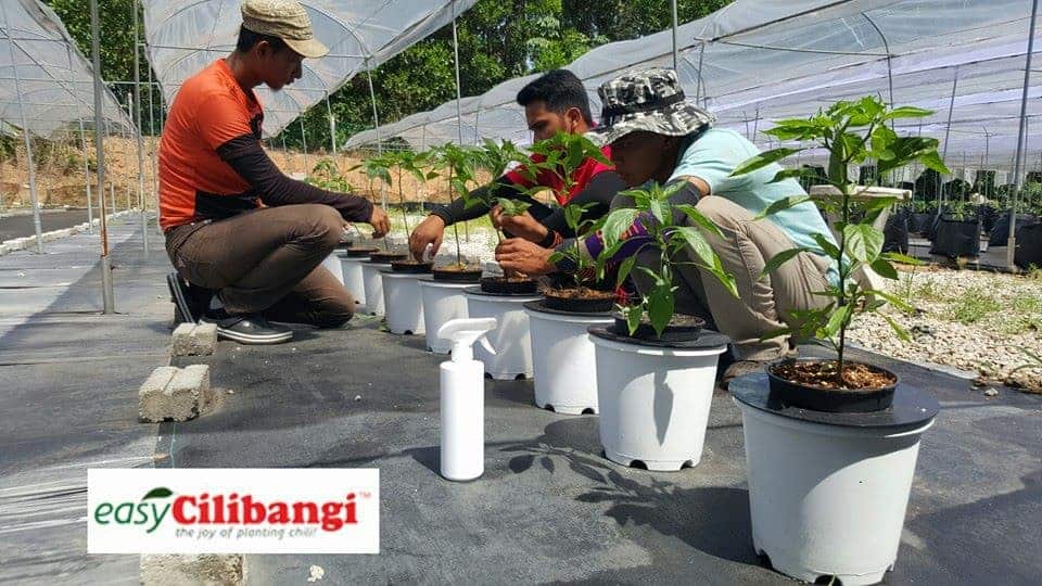 Tanam sehingga jadi dan dapat dituai hasilnya.