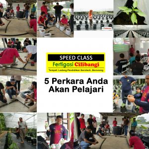 Sertai Kelas Sehari Tanam Cili Secara Fertigasi
